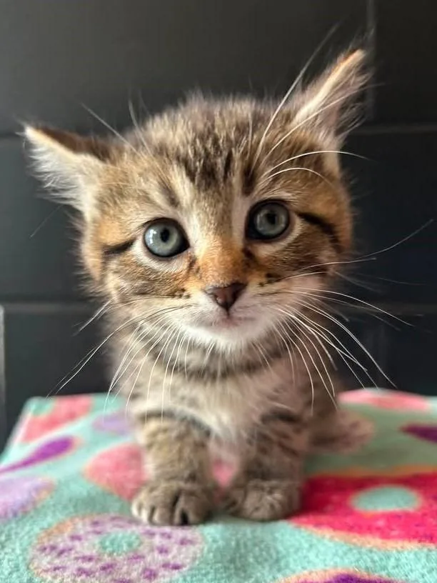 A baby medium-sized male Domestic Short Hair cat named Coral for adoption in Effingham, IL