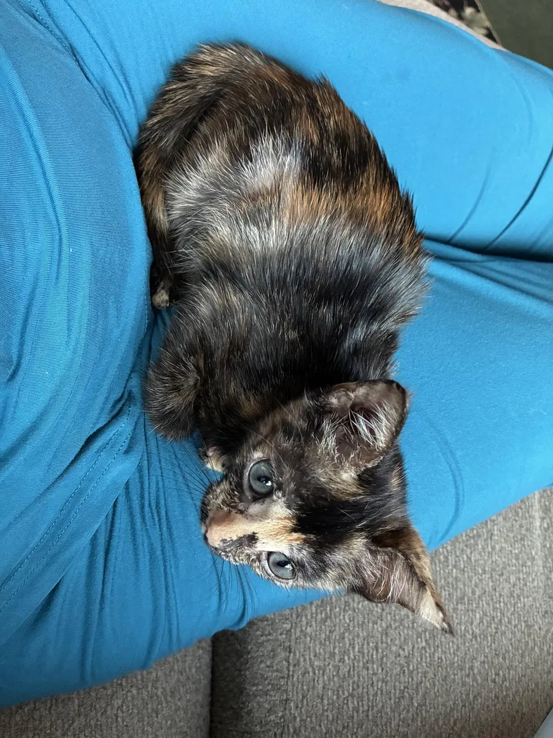 A baby medium-sized female Tortoiseshell cat named Angel for adoption in Orlando, FL