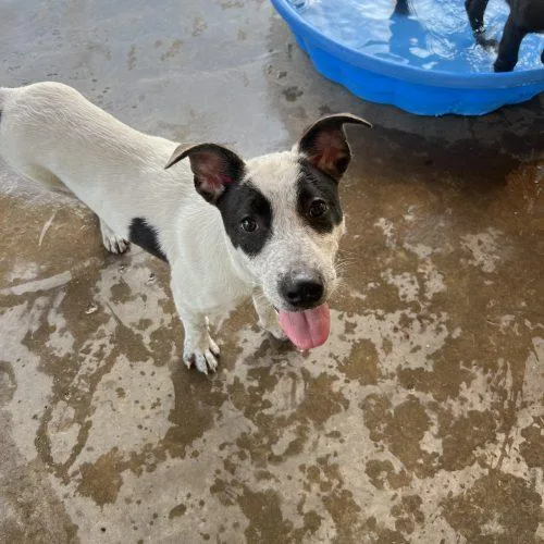 A baby small-sized male Bicolor Mixed Breed dog named Sid for adoption in Hamden, CT