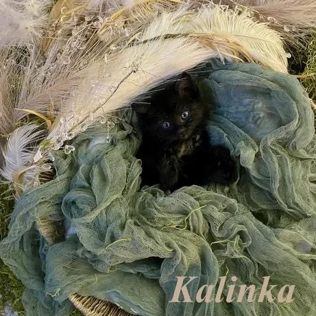 A baby medium-sized male Black Domestic Short Hair cat named Kalinka for adoption in Denver, CO