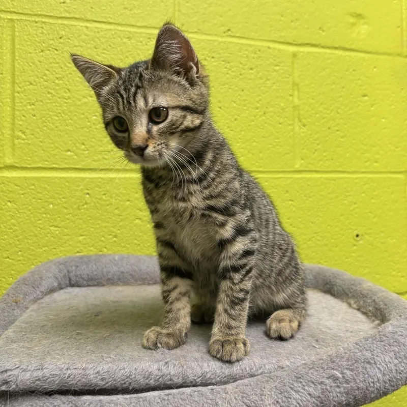 A baby small-sized male Brown / Chocolate Domestic Short Hair cat named Finn for adoption in Waynesburg, PA