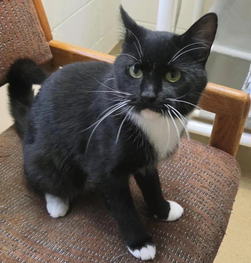 An adult medium-sized male Black Domestic Short Hair cat named Marv for adoption in Plover, WI