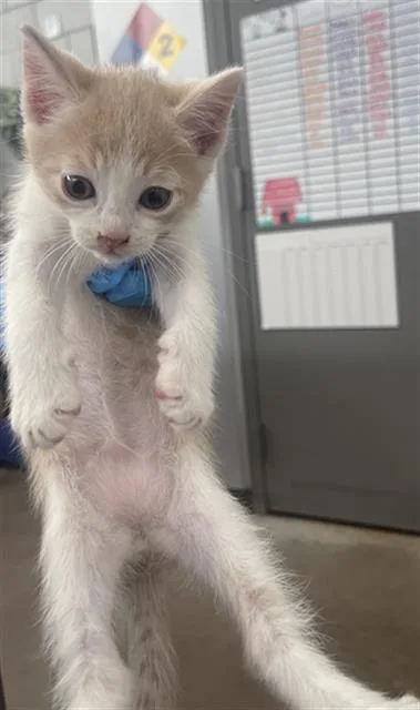 A baby medium-sized male Domestic Short Hair cat named Elmo for adoption in Dallas, TX