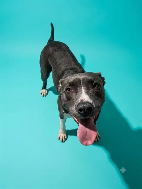 A young large-sized female Mixed Breed dog named Amber for adoption in Jacksonville, FL