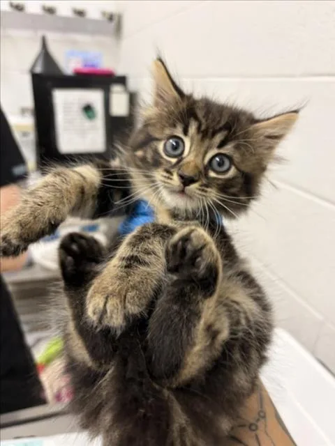 A baby small-sized male Domestic Short Hair cat named Milagro for adoption in Derwood, MD