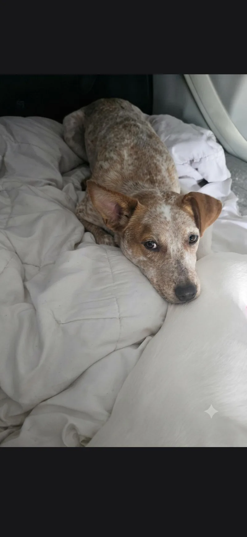 A young medium-sized female Cattle Dog dog named Jody for adoption in Plano, TX
