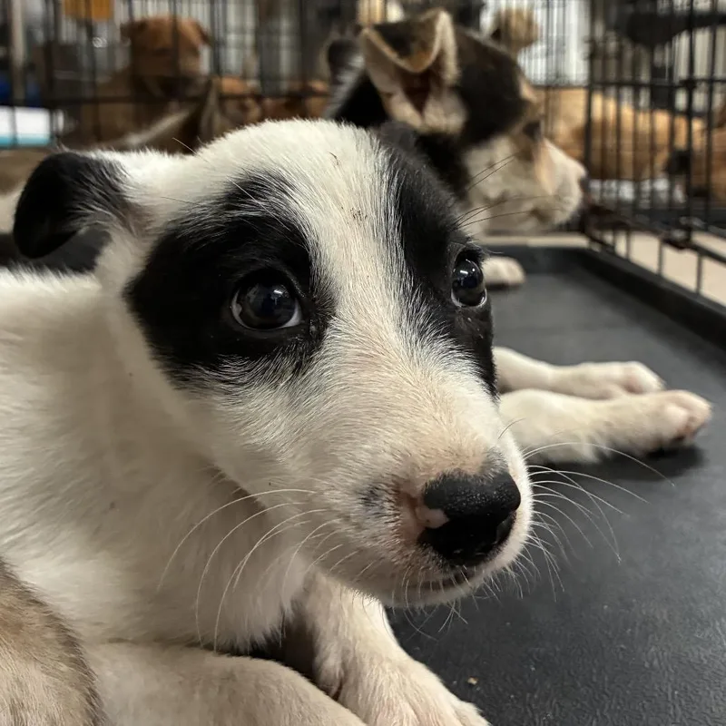 A baby small-sized male White / Cream Shepherd dog named Broccoli for adoption in Edinburg, TX
