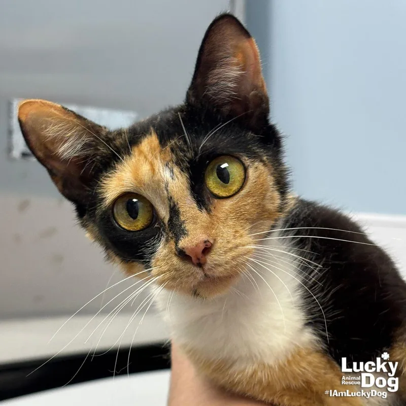 An adult medium-sized female Domestic Short Hair cat named Sparkle for adoption in Washington, DC