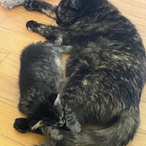 A baby small-sized female Gray / Blue / Silver Domestic Medium Hair cat named Raze for adoption in Melbourne, KY