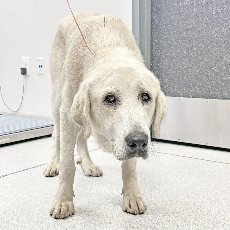 A young large-sized female White / Cream Great Pyrenees dog named Flossy for adoption in Franklin, TN