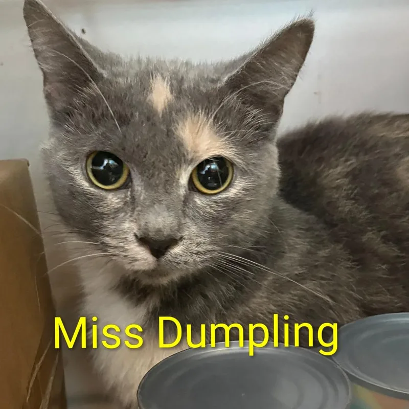 An adult medium-sized female Tortoiseshell Domestic Short Hair cat named Miss Dumplin' for adoption in Elwood, IN