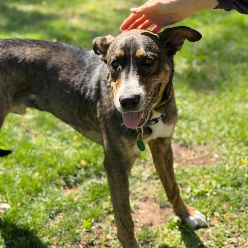 A young medium-sized male Brindle Black Mouth Cur dog named Smores for adoption in Chatham, NJ