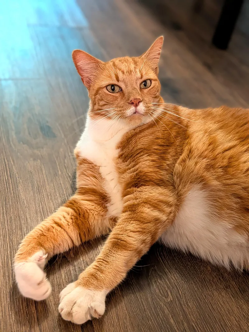 An adult large-sized male Orange & White Domestic Short Hair cat named Stinky for adoption in Charlotte, NC