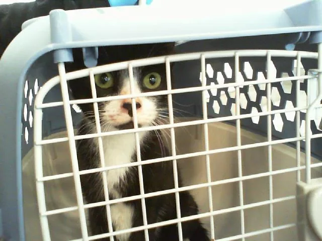A young medium-sized female Domestic Short Hair cat named Mari for adoption in Charlotte, NC