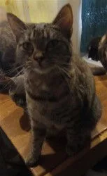 Tia