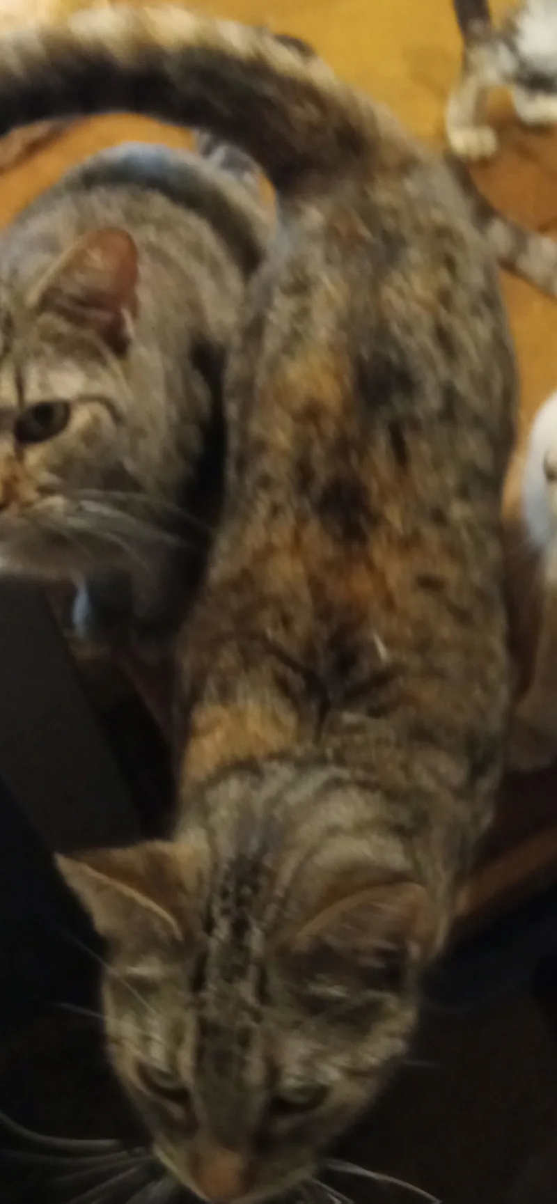 Tia thumbnail 2
