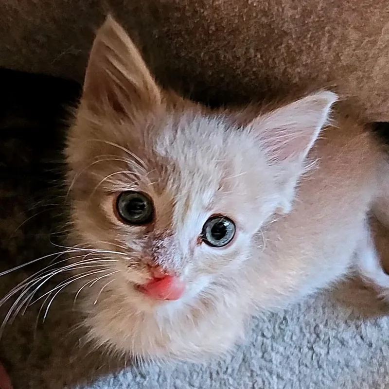 A baby small-sized male Buff / Tan / Fawn Domestic Short Hair cat named Jeffrey C for adoption in Princeton, MN