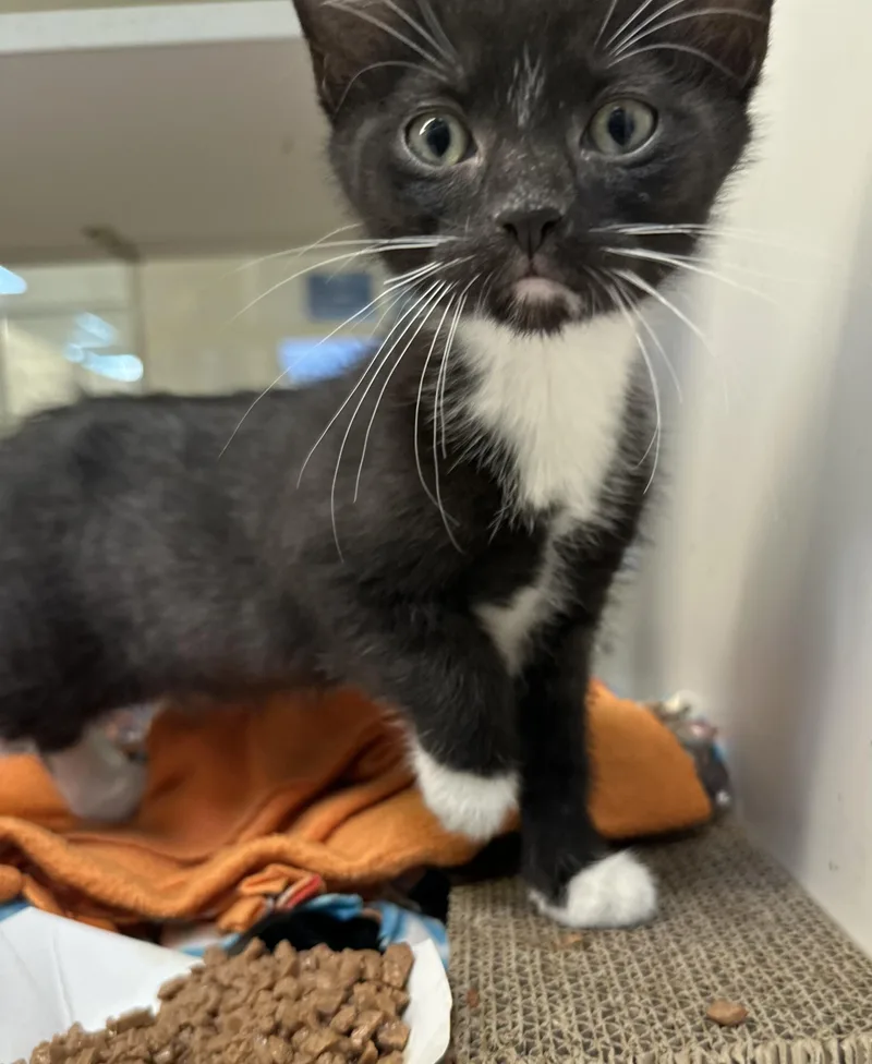 A baby small-sized female Domestic Short Hair cat named Miso for adoption in Manassas, VA
