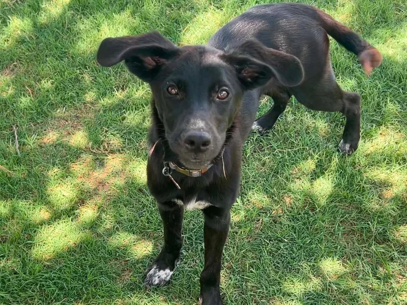 A baby medium-sized male Shepherd dog named Malcom for adoption in North Syracuse, NY
