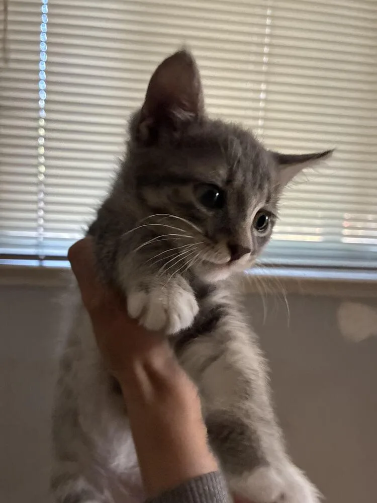 A baby small-sized female Gray / Blue / Silver Domestic Long Hair cat named Roxie for adoption in Lancaster, CA