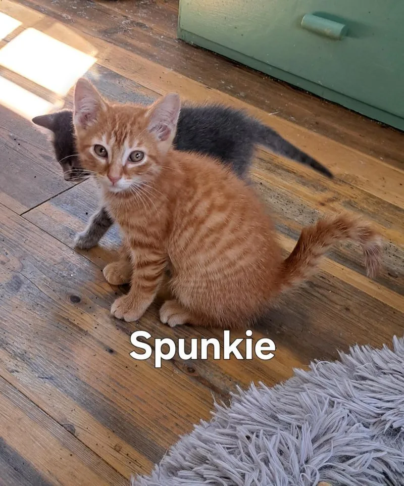 A baby small-sized male Domestic Short Hair cat named Spunkie for adoption in Plattsburgh, NY