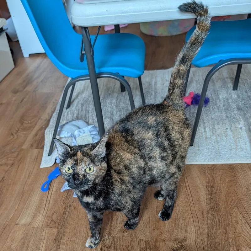 A young medium-sized female Tortoiseshell Domestic Short Hair cat named Chloe & Sugar for adoption in Beltsville, MD