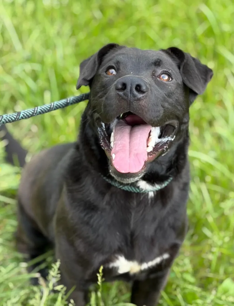 A young medium-sized male Black Labrador Retriever dog named Manny for adoption in Hazard, KY