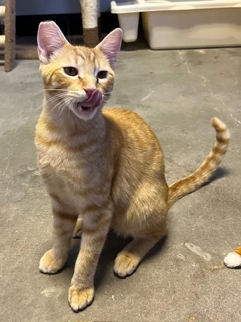 Pumpkin Spice thumbnail 2