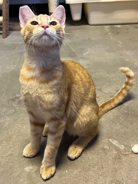 Pumpkin Spice thumbnail 3