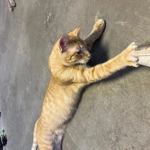 Pumpkin Spice thumbnail 4