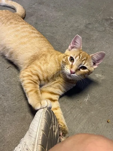 Pumpkin Spice thumbnail 5