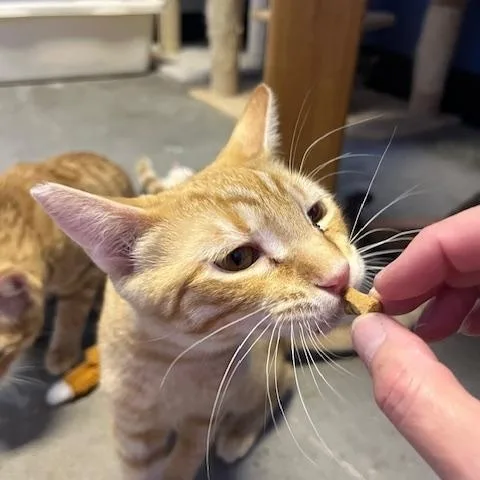 Pumpkin Spice thumbnail 6