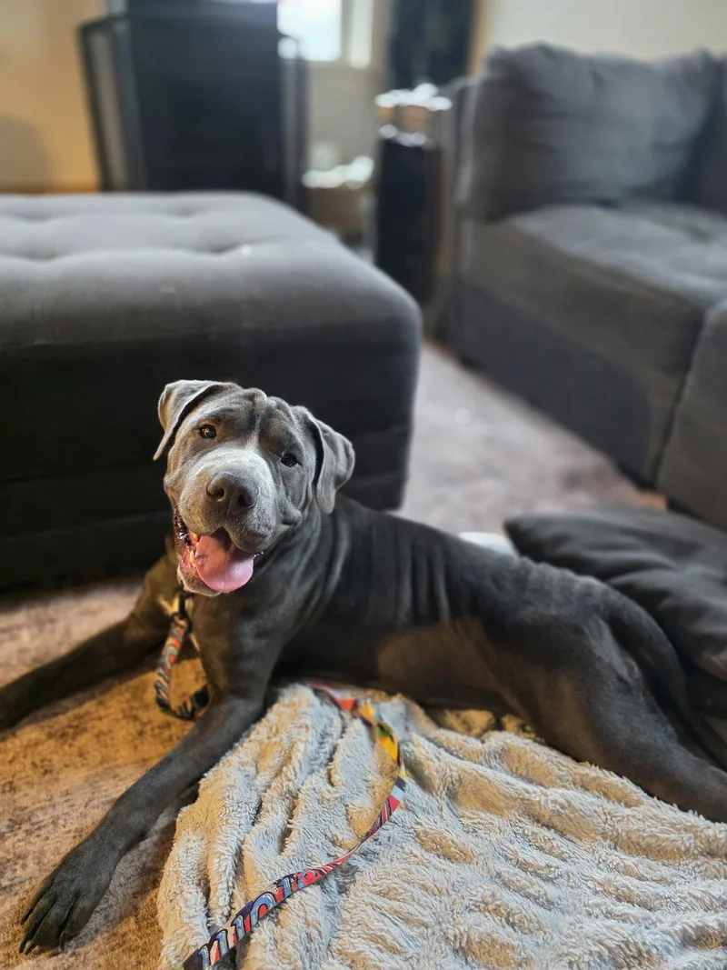 A young large-sized female Mastiff dog named Mae for adoption in New London, WI