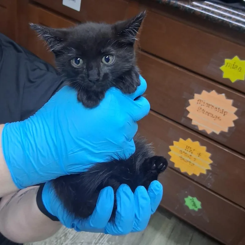 A baby small-sized female Domestic Medium Hair cat named Purrsephone for adoption in Summerville, SC