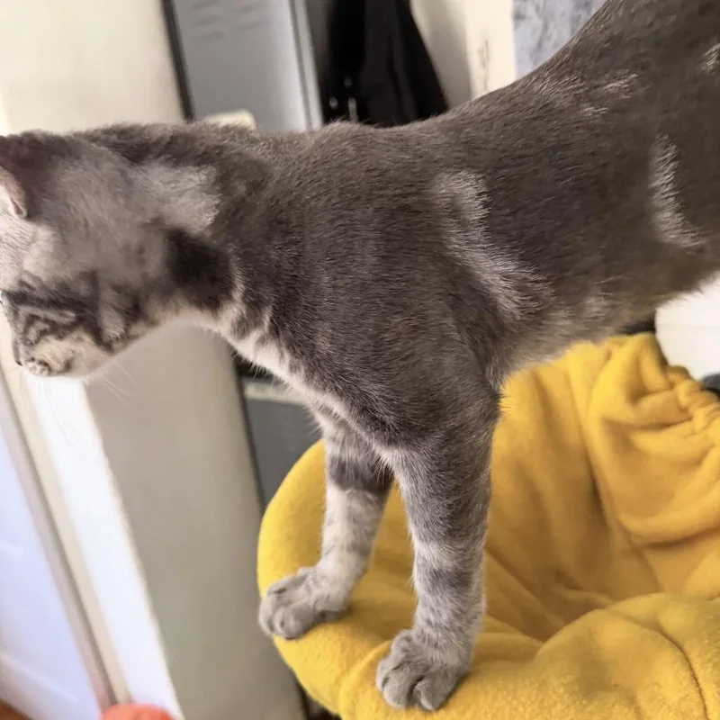 A baby small-sized male Gray / Blue / Silver Domestic Short Hair cat named Syrus for adoption in Fort Worth, TX