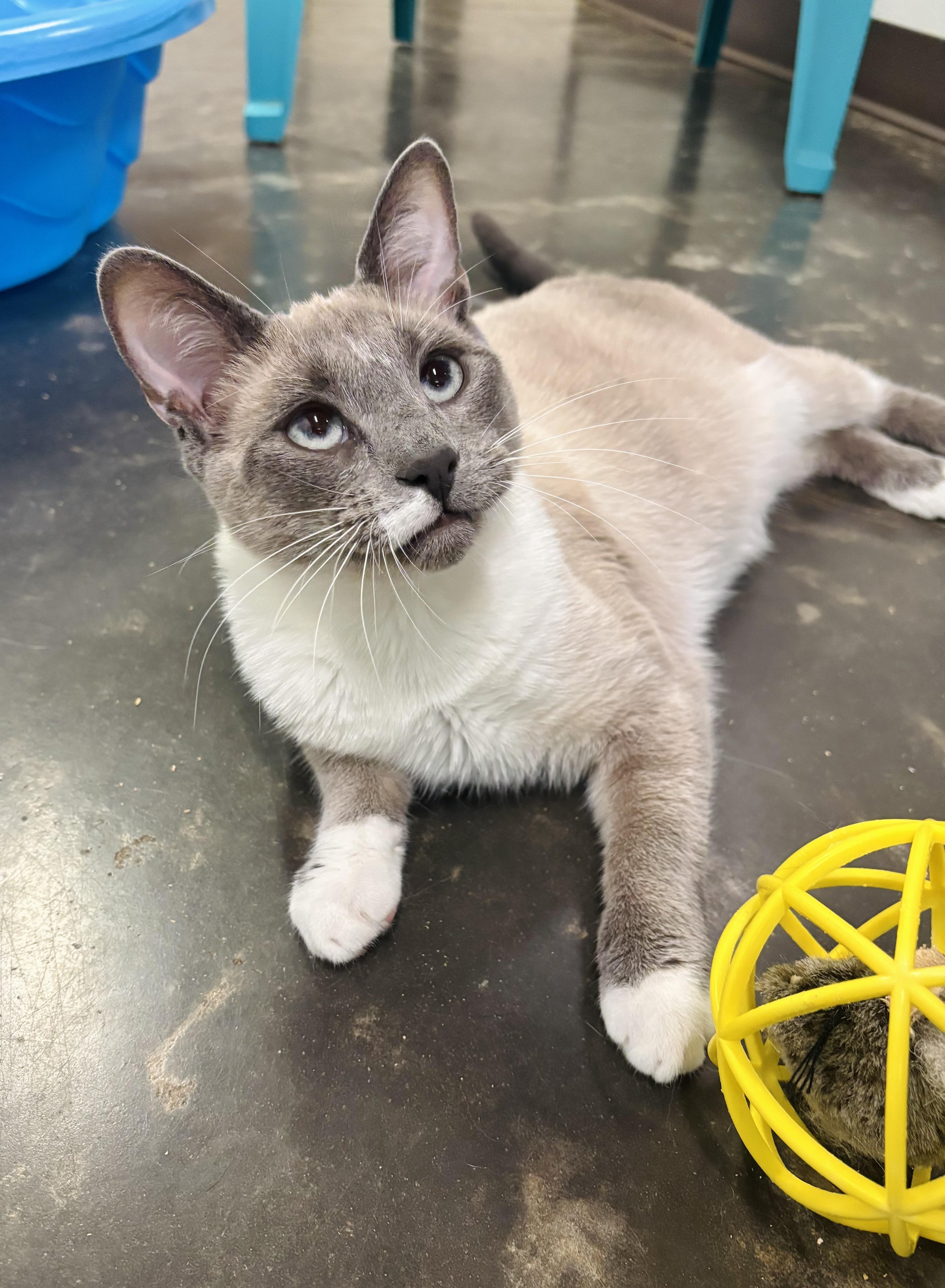 Chuckles thumbnail 4