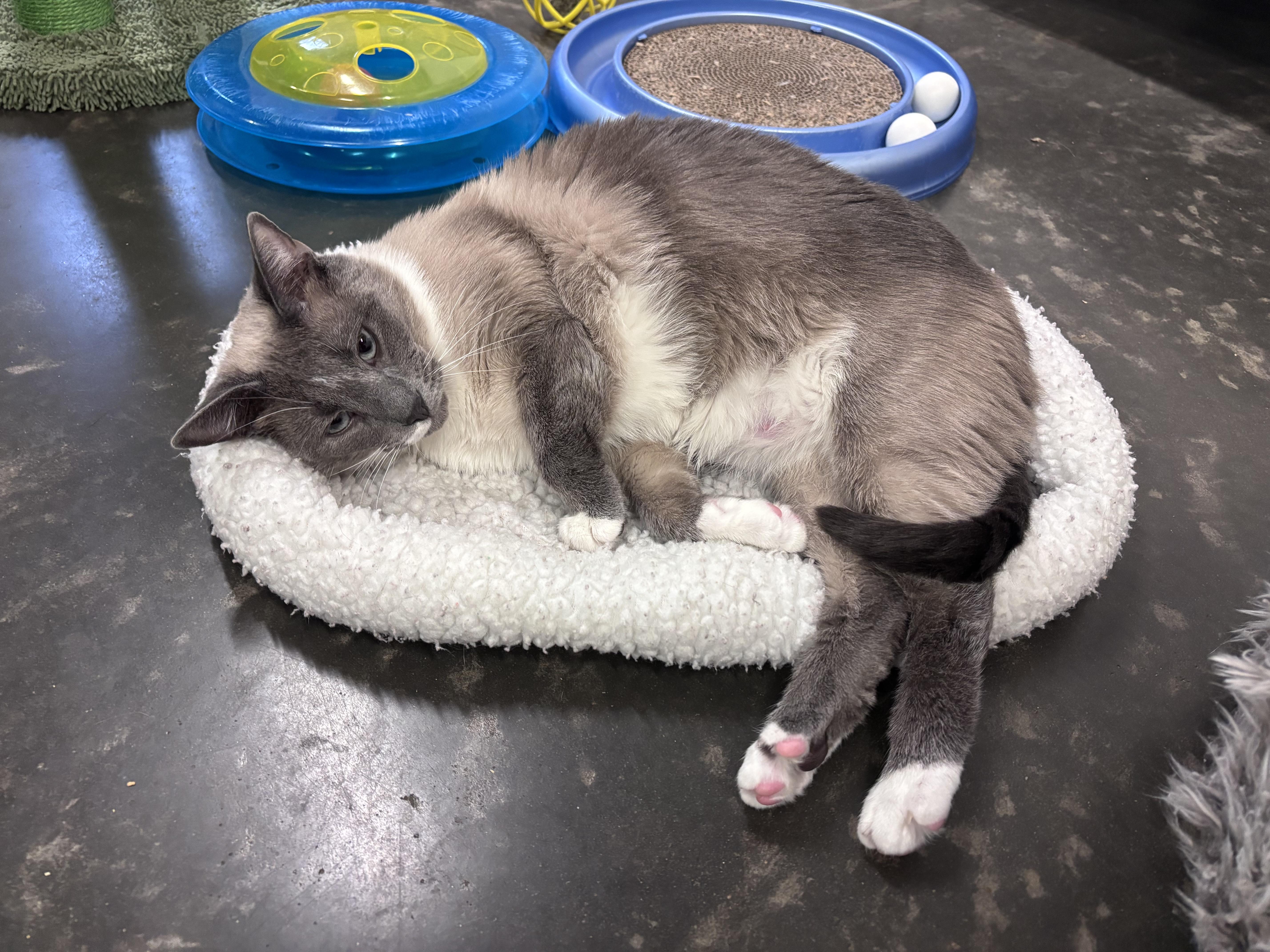 Chuckles thumbnail 5