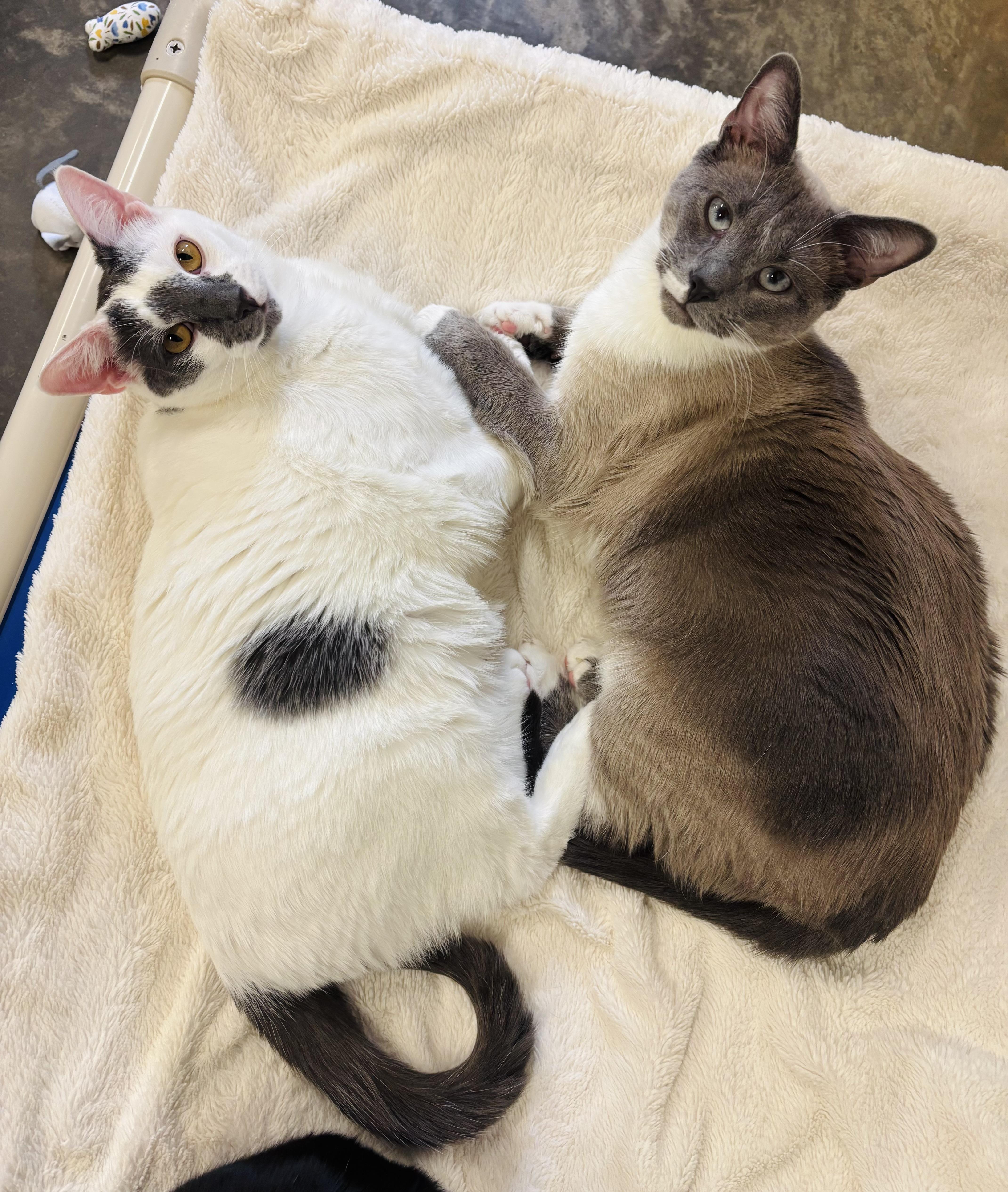 Chuckles thumbnail 6