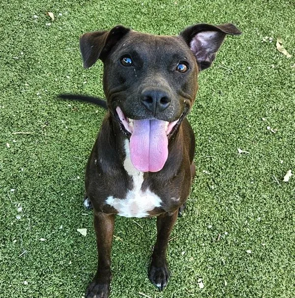 An adult medium-sized female Pit Bull Terrier dog named Deecee for adoption in Austin, TX