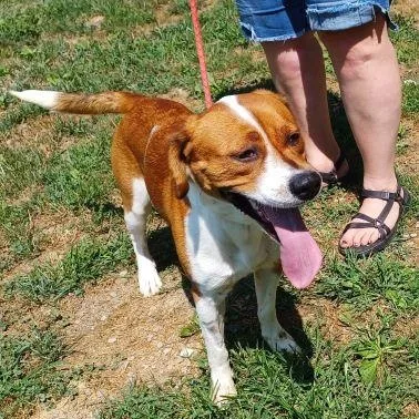 A young medium-sized male Beagle dog named Hauss for adoption in Philippi, WV
