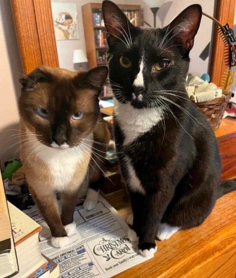 An adult medium-sized female Siamese cat named Queenie And Bubba for adoption in Wayland, MA