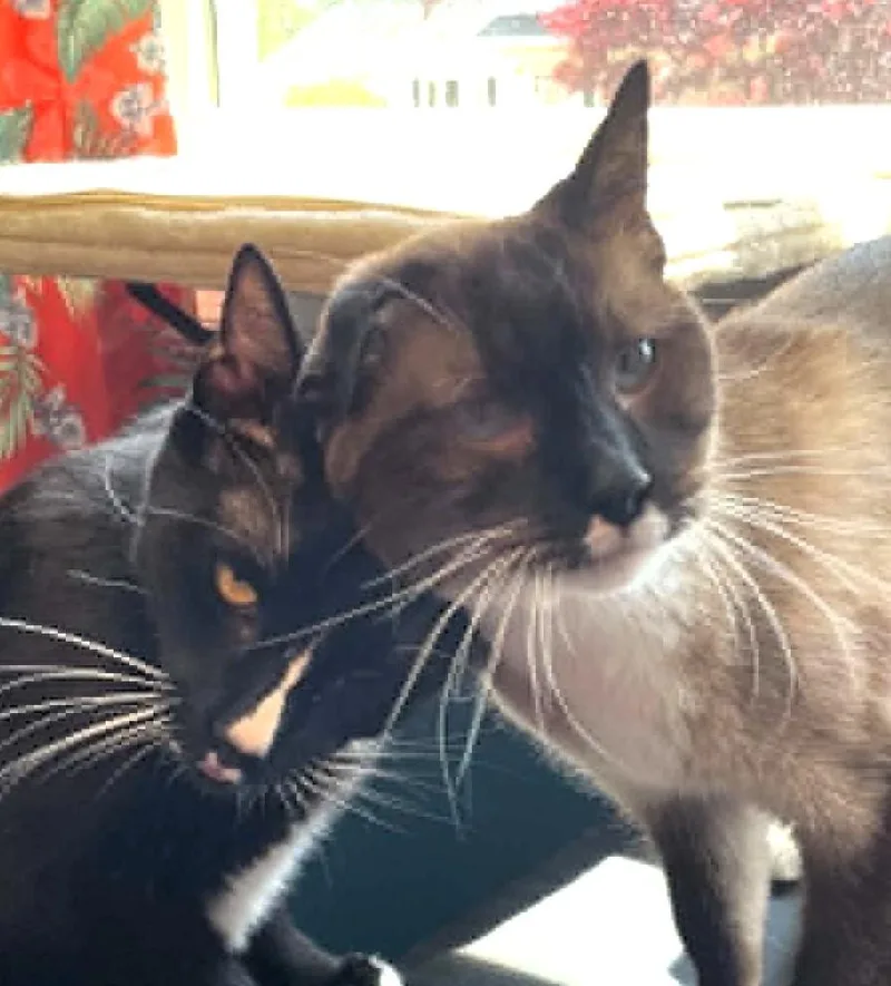 Queenie And Bubba thumbnail 3