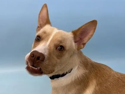 An adult large-sized male Pit Bull Terrier dog named Teddy for adoption in Golden Valley, MN