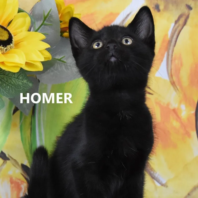 A baby small-sized male Black Domestic Short Hair cat named Homer for adoption in Yuma, AZ
