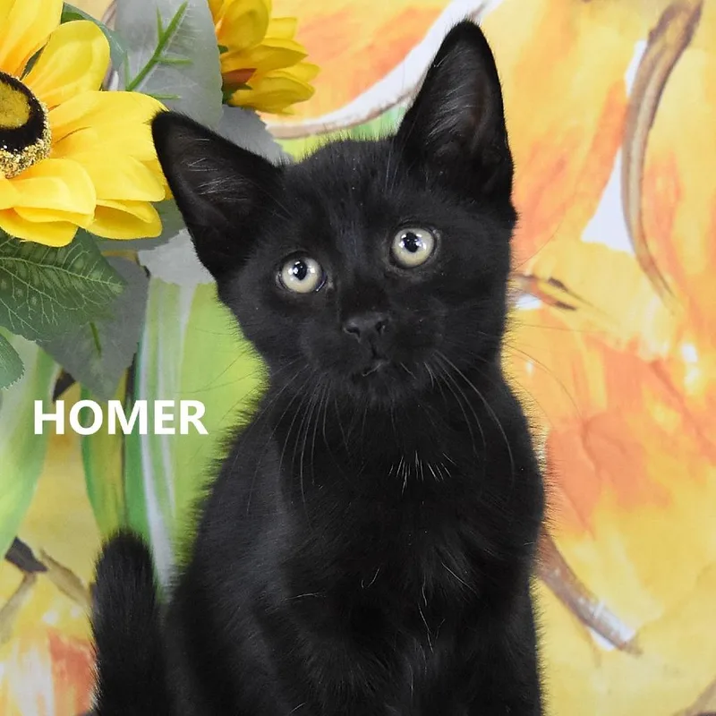 Homer thumbnail 2