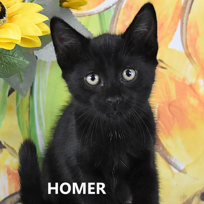 Homer thumbnail 3