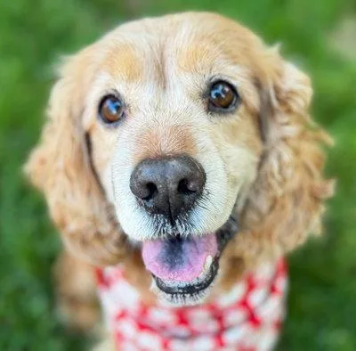 An adult medium-sized male Cocker Spaniel dog named Diego for adoption in Arlington, VA