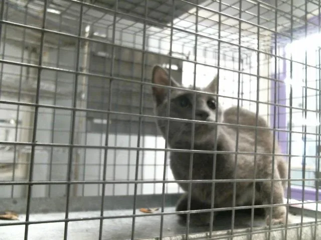 A young small-sized female Domestic Short Hair cat named Celine for adoption in Houston, TX
