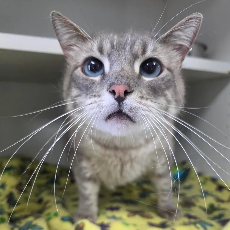 An adult small-sized female Gray / Blue / Silver Domestic Short Hair cat named Mochi for adoption in Duncan, OK