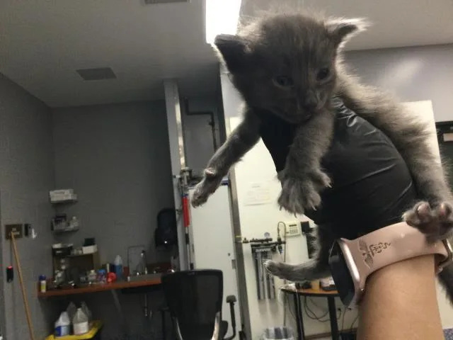 A baby small-sized male Domestic Short Hair cat named Mike for adoption in Thousand Palms, CA